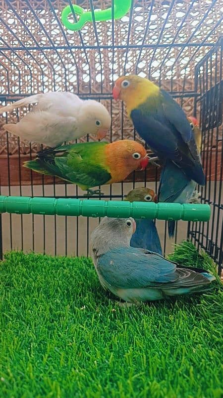 love birds Parblue/Blue fisheri blue pestle ino/ green opline 2