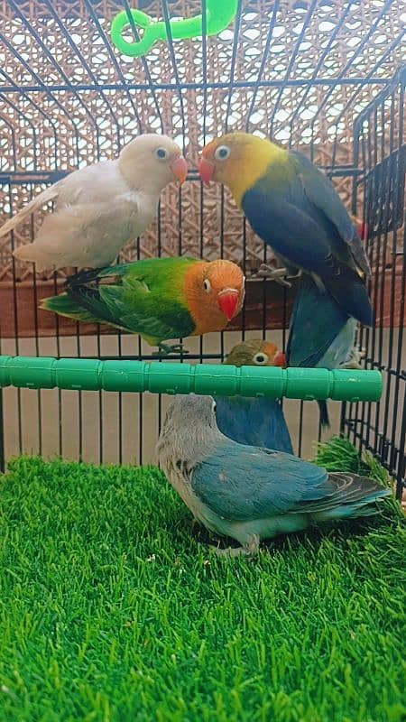 love birds Parblue/Blue fisheri blue pestle ino/ green opline 3