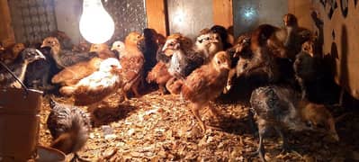 30 days old chicks