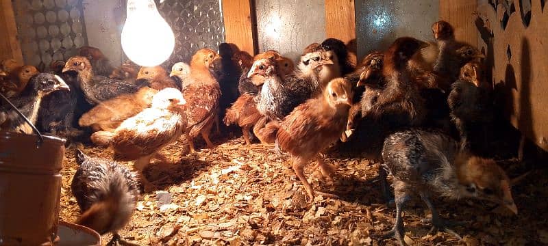 30 days old chicks 0