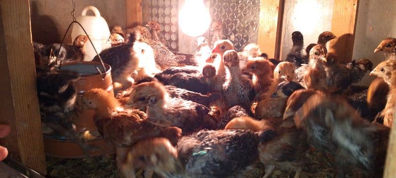 30 days old chicks 1