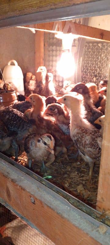 30 days old chicks 2