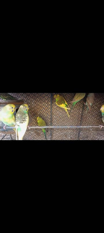 Australian parrots 1