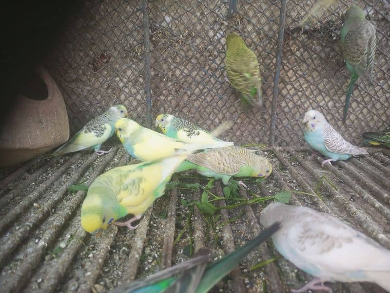 Australian parrots 2