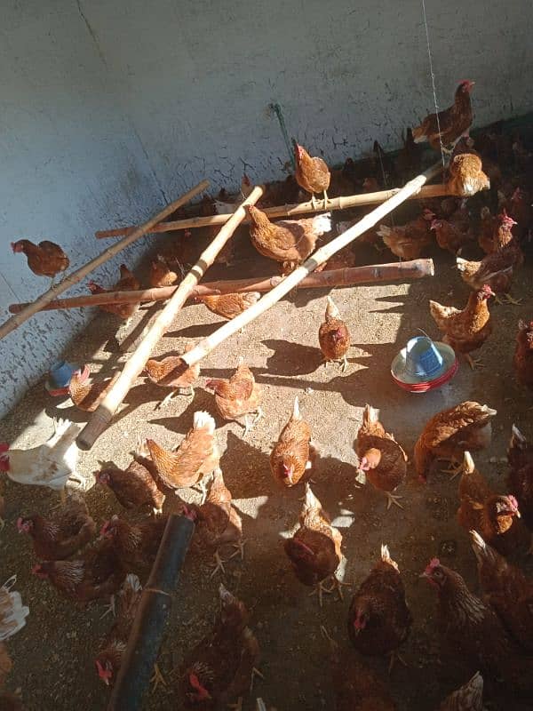 hens for urgent sale 0