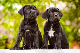 cane Corso pedigree available looking for a new home