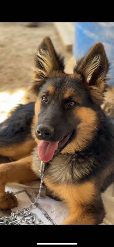 german shepherd urgent sell 0