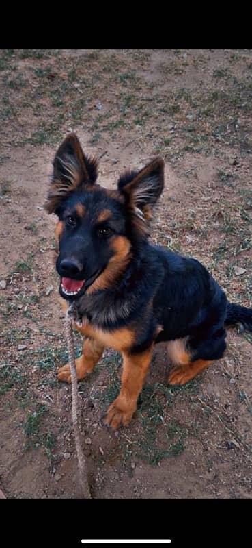 german shepherd urgent sell 1