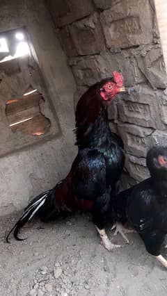 aseel eggs for sale 03067975663