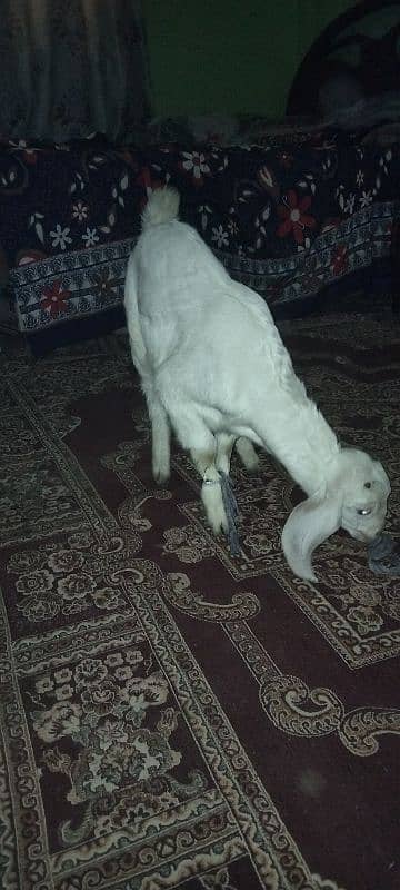 male bakra 0