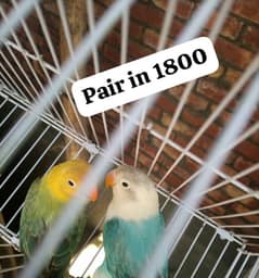 Love birds/Silver java ready to breed