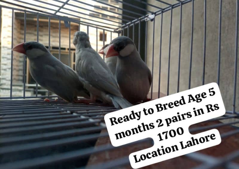 Love birds/Silver java ready to breed 2