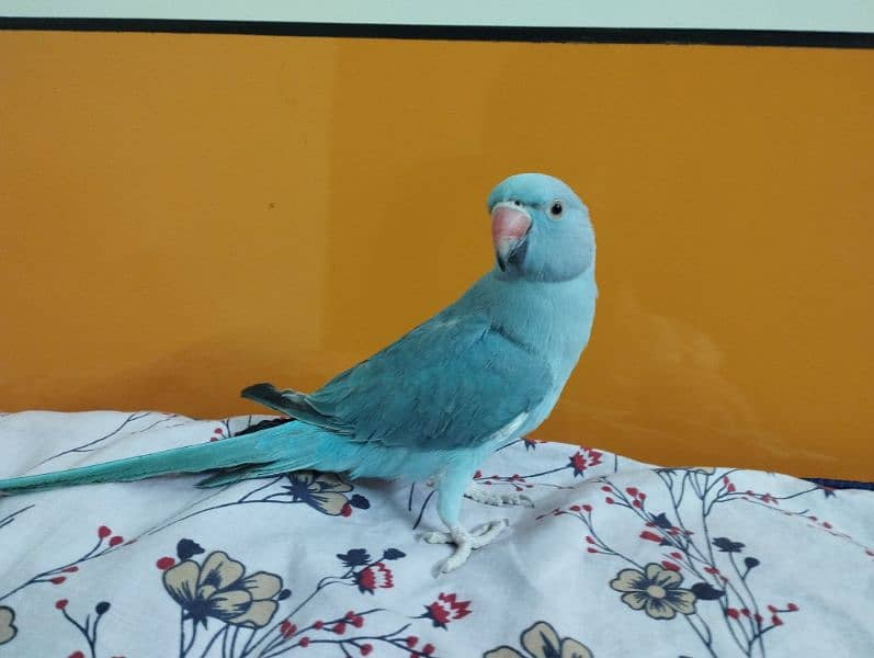 Blue ringneck 0