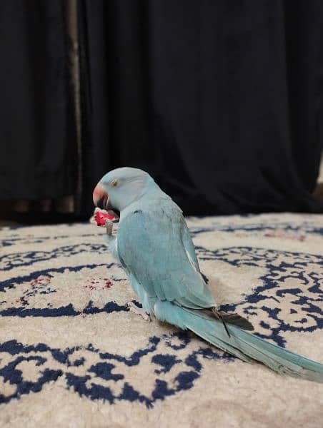 Blue ringneck 1