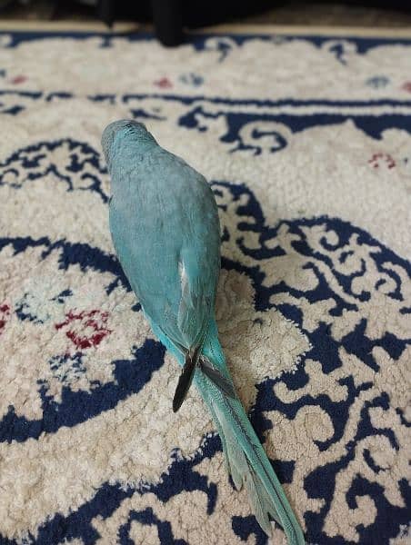 Blue ringneck 2