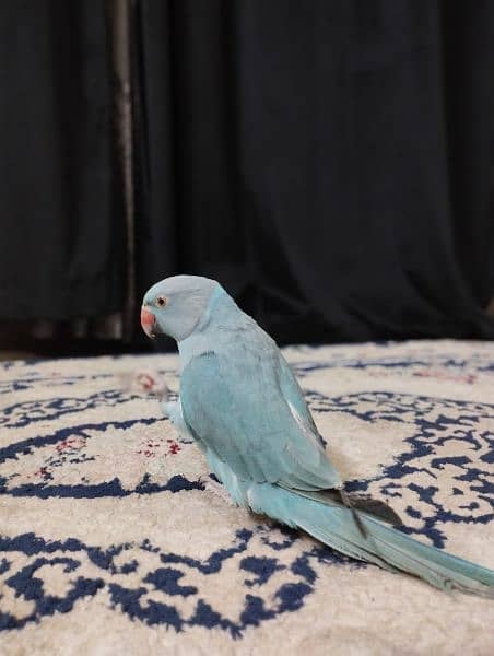 Blue ringneck 3