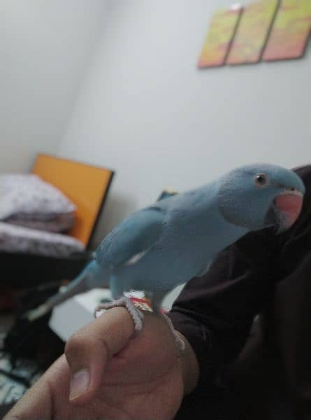 Blue ringneck 5