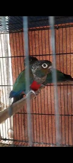 crimson red bellied Conure 0317-2151409