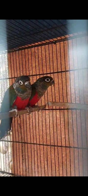 crimson red bellied Conure 0317-2151409 1