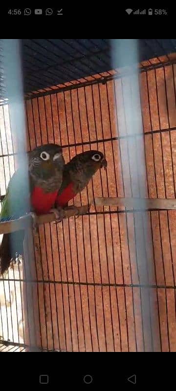 crimson red bellied Conure 0317-2151409 2