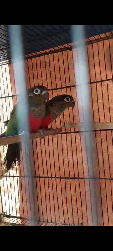 crimson red bellied Conure 0317-2151409 3