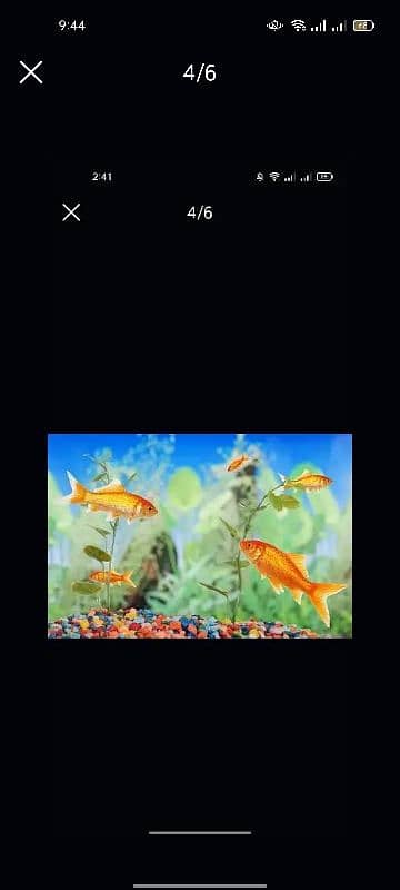 Fish Aquarium Service and maintenance 2