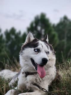 Siberian Husskey non pedigree Blue eyes