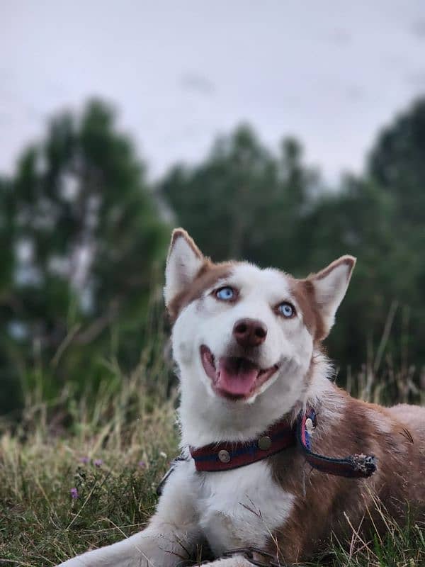 Siberian Husskey non pedigree Blue eyes 1