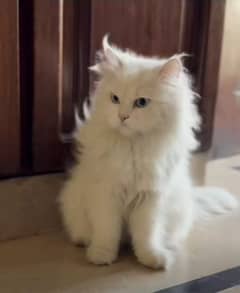 cat Persian is a very beautiful white colour