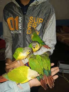 Handtamed Green cheek conure near to self