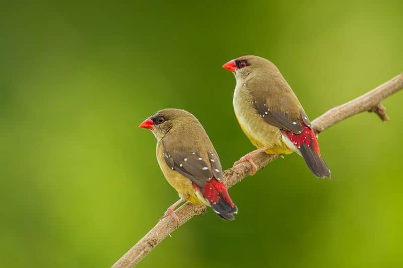 stawberry finch available for sale 5 months age pair is 3000 0