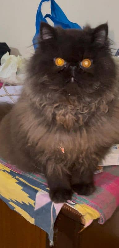 Persian cat pure triple coat extreme punch face cat show Quality Breed 5