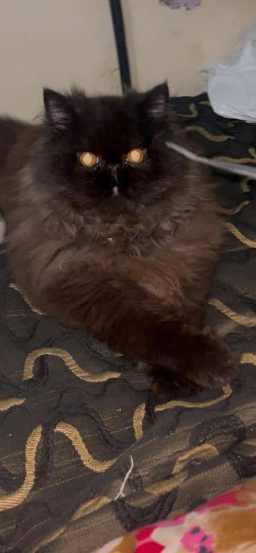 Persian cat pure triple coat extreme punch face cat show Quality Breed 7