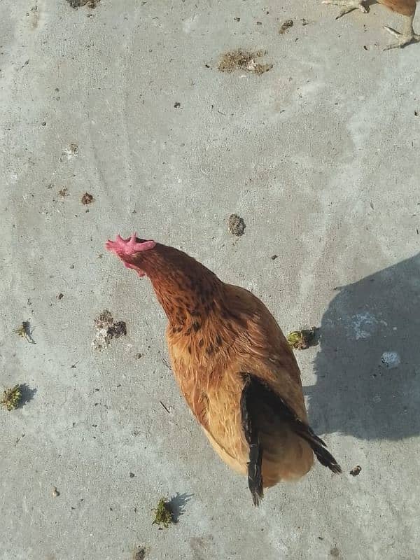 7 desi hens available for sale final price 1200 1