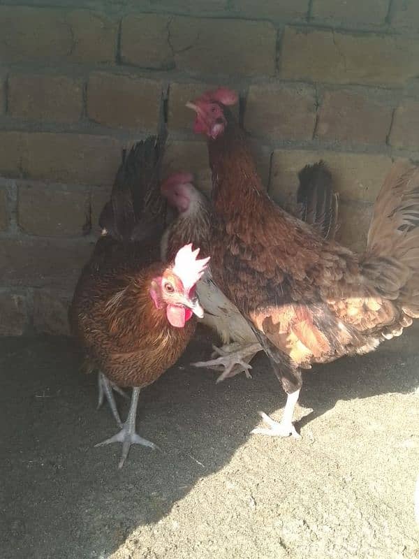 7 desi hens available for sale final price 1200 2