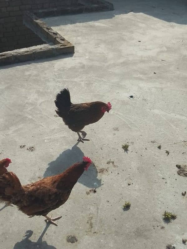 7 desi hens available for sale final price 1200 3