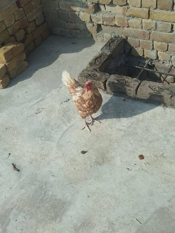 7 desi hens available for sale final price 1200 4