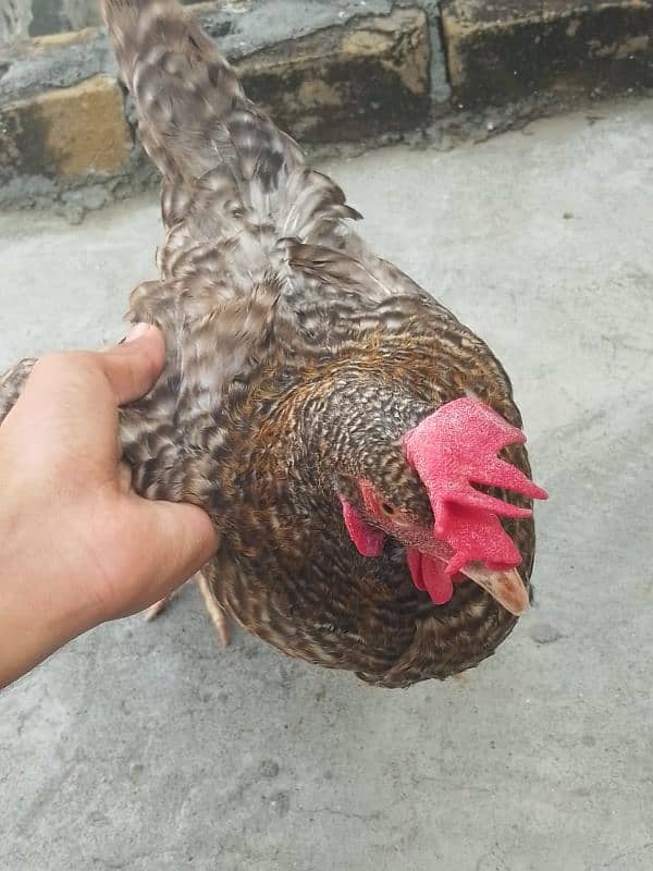 7 desi hens available for sale final price 1200 5