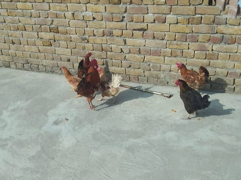 7 desi hens available for sale final price 1200 6