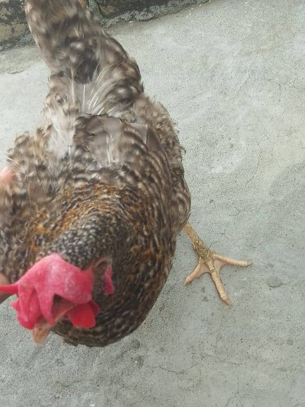 7 desi hens available for sale final price 1200 7