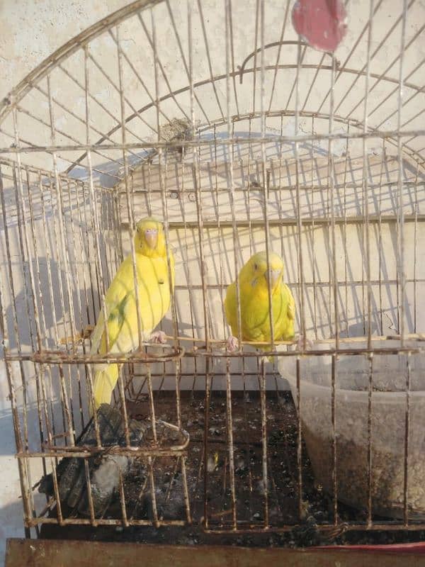 Australian Yellow Breder pair Good Size 0