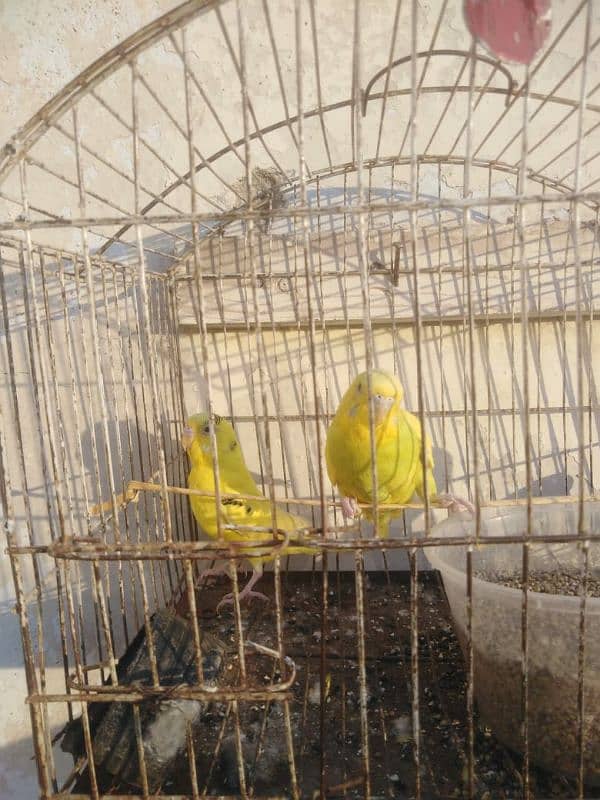 Australian Yellow Breder pair Good Size 3