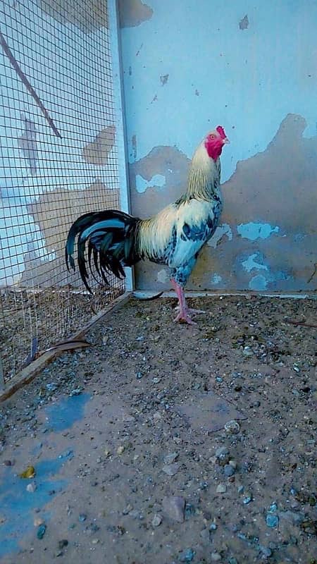 pure Aseel Java and mianwali chicks available 0