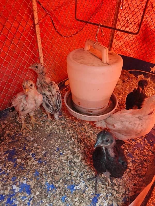 pure Aseel Java and mianwali chicks available 1