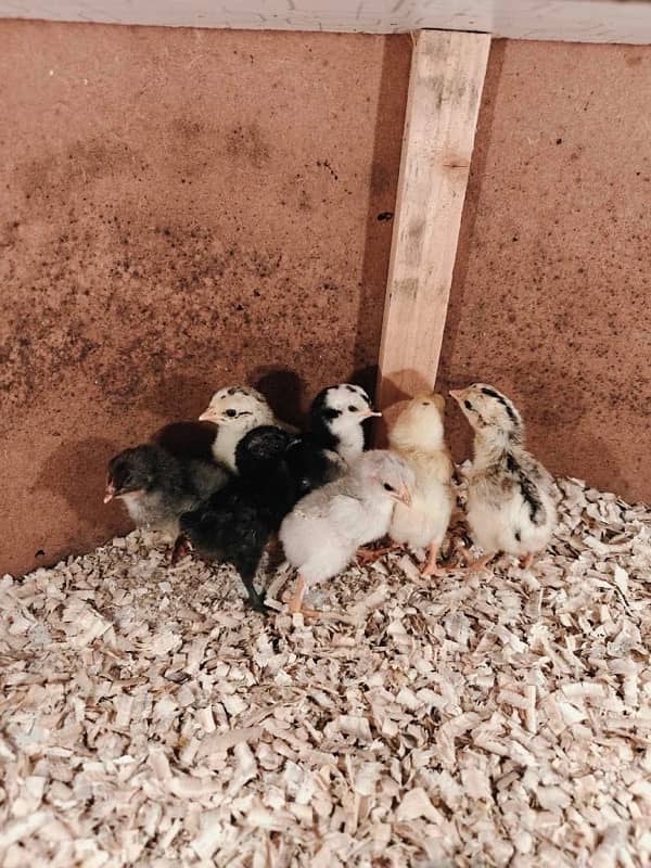 pure Aseel Java and mianwali chicks available 4