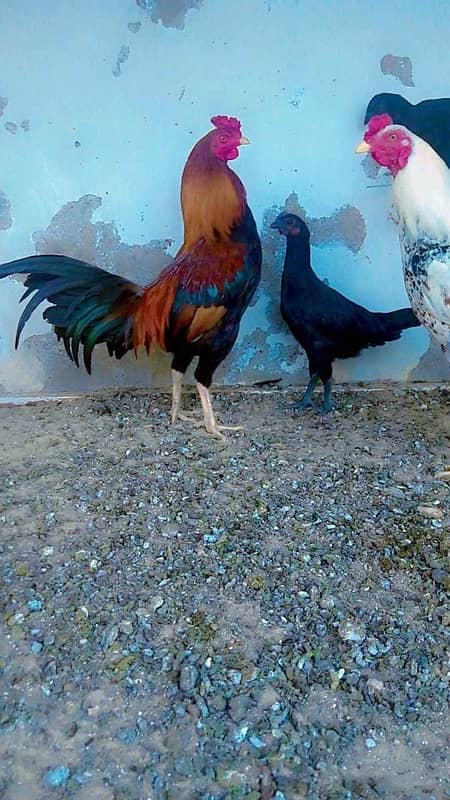 pure Aseel Java and mianwali chicks available 5