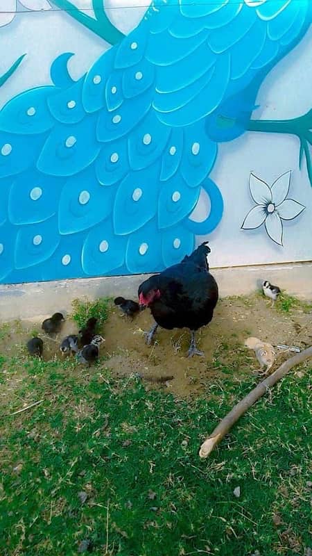 pure Aseel Java and mianwali chicks available 6