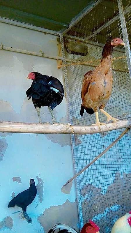 pure Aseel Java and mianwali chicks available 7