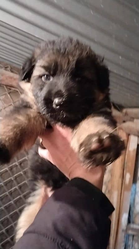 German shepherd puppies pair 0