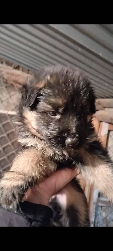 German shepherd puppies pair 1